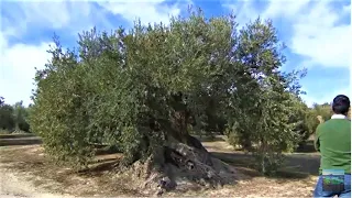 Aceite de oliva y salud, Jaén y Córdoba