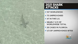 Florida Named Shark Bite Capital Of The World