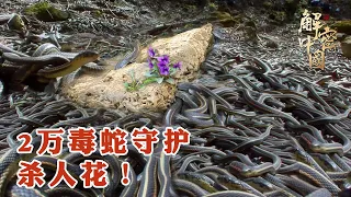 The island is full of 20000 poisonous snakes to protect a purple "killer flower" [LVYE China]