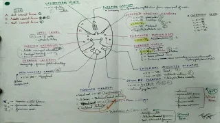 Skull Foramen- 1, Chart | TCML and ENMEDER