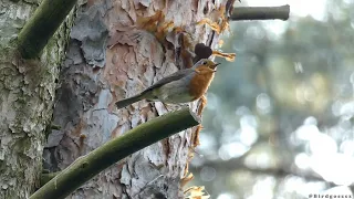 Rudzik / European robin (Erithacus rubecula)