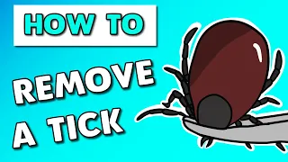 How to remove tick from dog with tweezers (step by step guide)