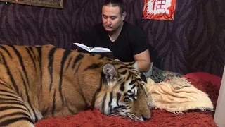 Тигр Роллс Ройс лежит на своей кровати ) tiger Rolls Royce came to his bed