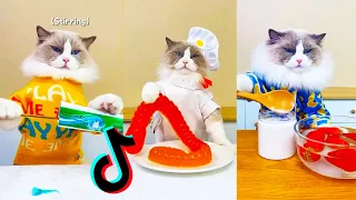 💕 that little puff tiktok compilation | cooking cat