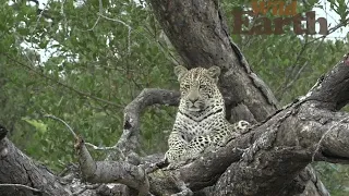 WildEarth - Sunset - 30 April 2021