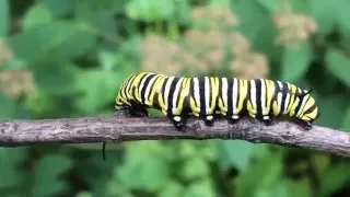 Life Cycle of the Monarch Butterfly