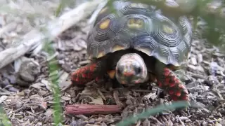 Parry Gripp - Turtle