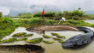 Fishing videos: use a suction machine to catch big fish to sell at the market