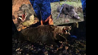 Wild Boar hunting,Battue aux sangliers,Schwarzwild drückjagd 2020