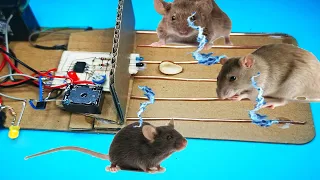 Electric Mouse Trap / Best Electric Mouse / Rat Trap #Mause#RatTrap#mousetrap