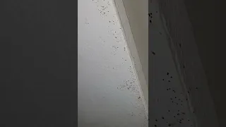 Bed bug poop