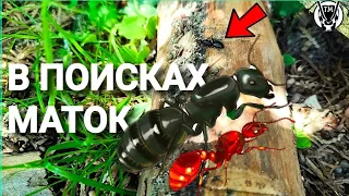 В ПОИСКАХ МАТОК! | ПОДНЯТИЕ CAMPONOTUS VAGUS  ТАПОК МИРА