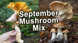 Mushroom Hunting - September 2022 - Ceps | King boletes | Boletus edulis | Porcini | Chanterelles