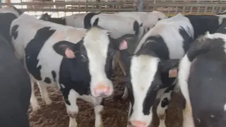 Телки нетели коровы Голштинской породы