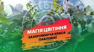 Цвітіння павловнії. Коли починає квітнути, як довго та які особливості догляду