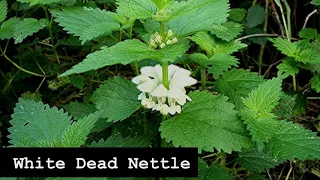 WHITE DEAD NETTLE USES & BENEFITS (CATARRH/MUCUS)