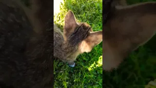 #video #cat #2023 #top #popular #catlover #catvideo #like #2023shorts #лайк #tiktok #tiktokvideo