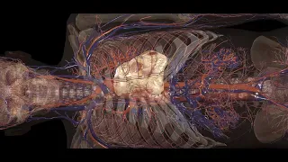 Journey through life in 3D - Anatomage Table 10