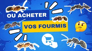 Présentation De 6 Sites Où Acheter Vos Fourmis 🐜💰