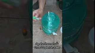 How to Grow ZZ plant in water  วิธีปลูกกวักมรกตในน้ำ