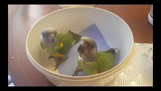 Taking Care Of Baby Parrots Of Different Species | Senegal | Caique | Kakariki