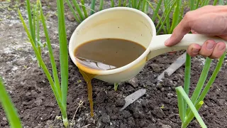 Onion Goes Crazy From This Food. Grows Large Even In Bad Weather + Yellowness of Feathers Disappears