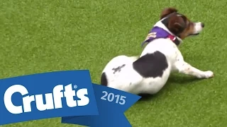 Rescue Dog Agility | Crufts 2015