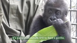 Discover primates with PASA - Feeding Gorillas