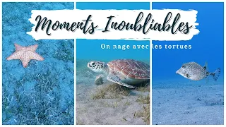 Nager avec les tortues en Guadeloupe