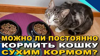 Можно ли постоянно кормить кошку сухим кормом? Вред и польза сухих кормов для котиков  ¤ НЕОБЫЧАЙНОЕ