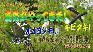 夏鳥に会えました！！【山田池公園】