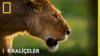 Kraliçeler | National Geographic