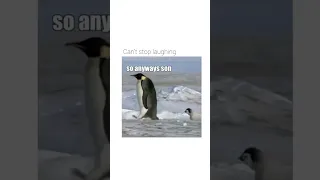 Whats going in inside penguins heads? #penguin #shortvideo #shorts #funny #animals #antarctica