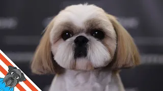 Shih tzu haircuts - How to make a round head