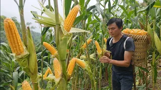 The life of corn from planting to harvest. Survival Instinct, Wilderness Alone (ep179)