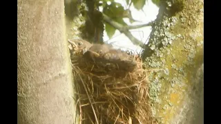 30 day observation of nesting behavior-Fieldfare bird parents. Highlight is fecal sac ingestion.