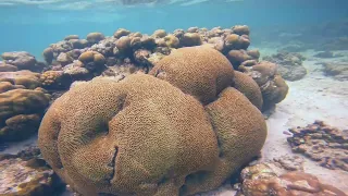 Backyard Snorkeling - Fulidhoo, Maldives VLOG Day 08 - November 2022