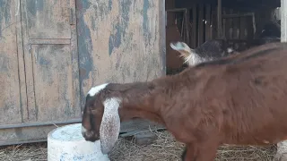 Как на глаз определить процент нубийности козы?🐐