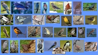 North American Songbirds - The Kids' Picture Show (Fun & Educational Learning Video)