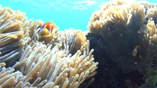 Diving Maafushi Maldives