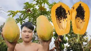 Find food in the forest and Meet natural papaya for eat  Natural papaya eating delicious