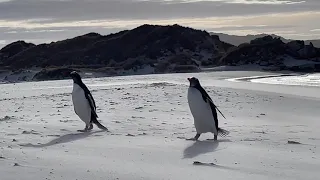 The last penguin wanted to say hello ... I know he did!