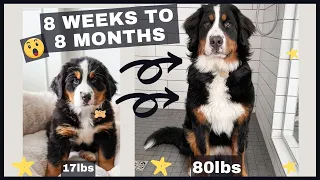 8 Weeks to 8 Months | Watch Our Bernese Mountain Dog Grow Astronomically | This Is One Giant Puppy!