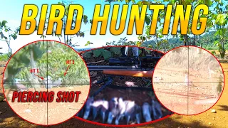 Bird Hunting - Taurus PCP A2K Tukmo, Zebra Dove, Red Collared Dove, Tikling) (Episode #12)