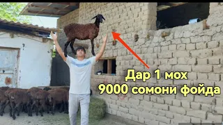 Хама бояд бинад дар 1 мох 9000 сомони фойда. Шарифхони Мирали н.Фархор