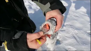 Ловля форели на платном пруду в Прудцах.