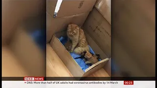 Stray mother cat brings kittens to the vet for treatment (Turkey) - BBC News - 31st March 2021