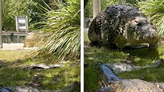 Playing Hide And Seek With A CROCODILE!