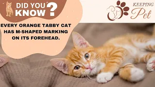 12 Amazing Facts About Orange Tabby Cats | Fun Facts About Orange Tabby Cats - Orange Tabby Cat