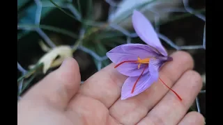 Saffron Harvesting and Processing